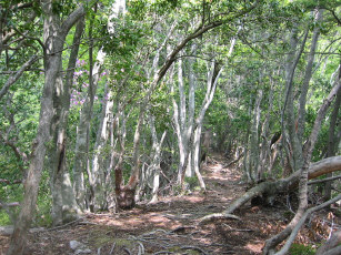 鳥屋戸尾根