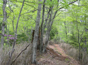 鳥屋戸尾根