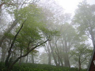 山頂は霧