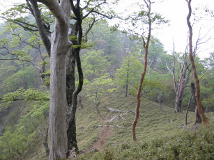 熊笹の峰