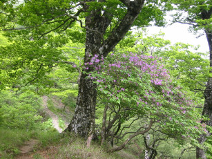 蛭ヶ岳へ