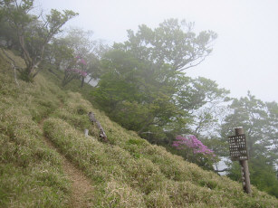 蛭ヶ岳山腹の笹原