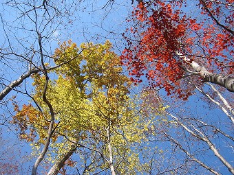 浅間尾根の紅葉