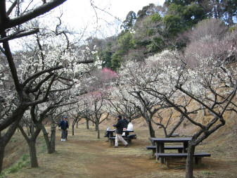 日向薬師梅園