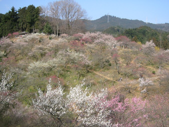 梅の公園