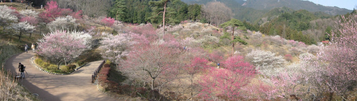 梅の公園