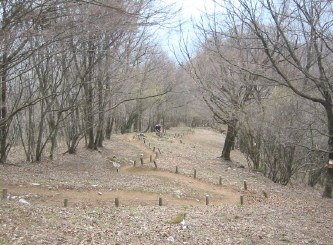 カタクリ斜面