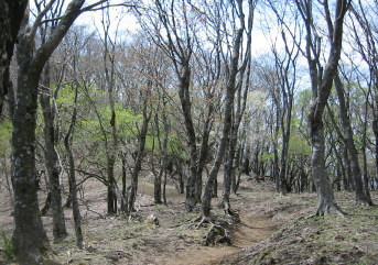 鍋割山稜のブナ道