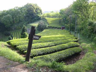 宇津茂分岐