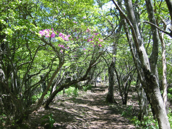 大室山へ