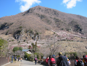 幕山梅林