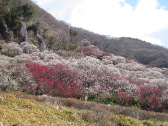 満開の梅林