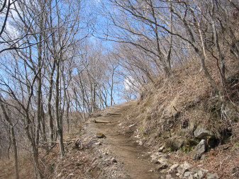 幕山への雑木道