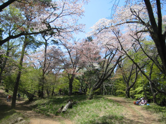 桜並木