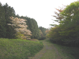 鷹巣山の下り