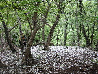 シロヤシオの散り花