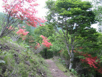 日陰名栗山