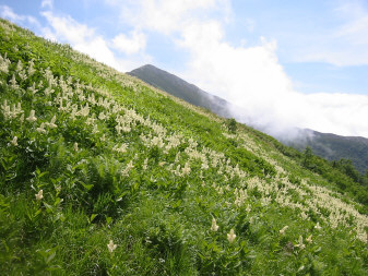 爺ヶ岳