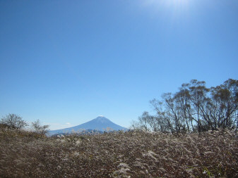 ススキ原