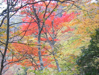 紅葉