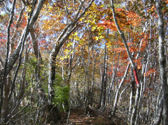 釈迦ヶ岳へ