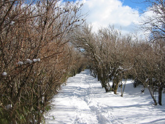 雪道