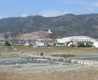 向こうに松田河津桜