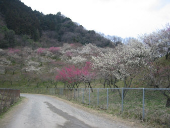 木下沢梅林