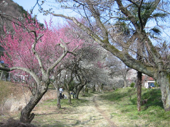 遊歩道梅林