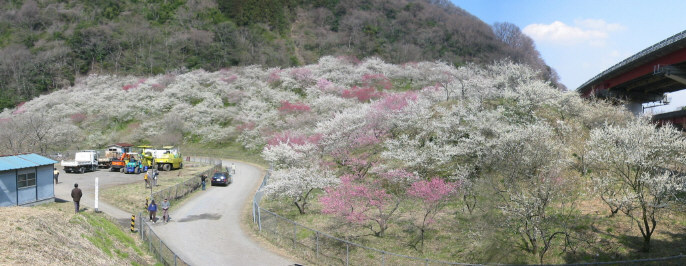 木下沢梅林