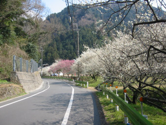 湯の花梅林