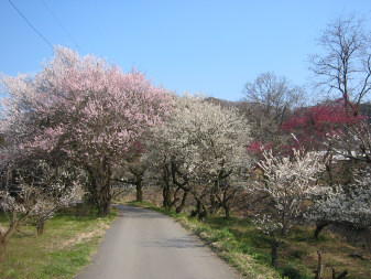 遊歩道梅林