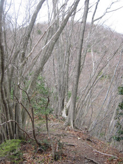 サルギ尾根を上高岩山へ