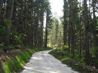 御正体山登山口の先の林道