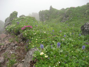 ウルップソウの花畑