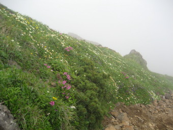 八ヶ岳の花畑