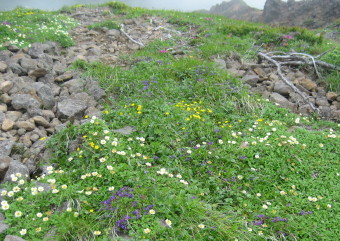 八ヶ岳の花畑