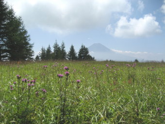 木無山の花畑