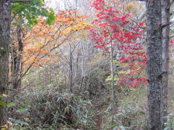 黄葉、紅葉