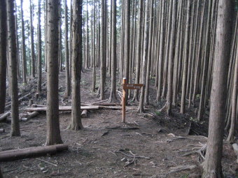 植林の下り