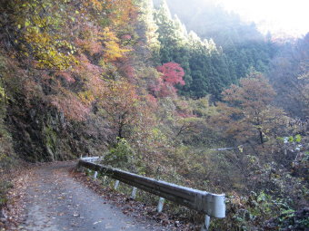 海沢林道