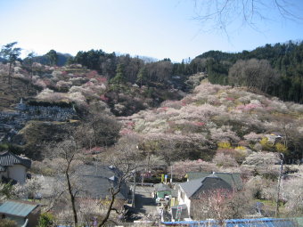 梅の公園