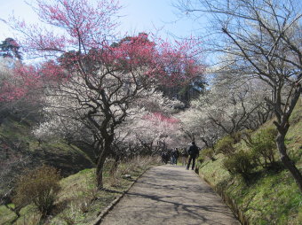 梅園の道