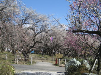 中道梅園