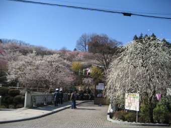 梅の公園　中央口