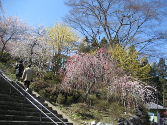 枝垂梅と山茱萸