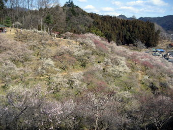 梅の公園