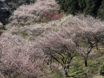 春色の梅林