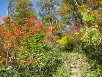 段吉新道の紅葉