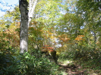 段吉新道の紅葉